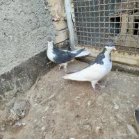 یک جفت چپ سیاه نروماده بدون عیب|پرنده|رادکان, |دیوار