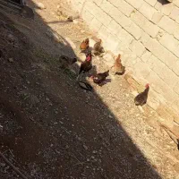 مرغ تخمگذار گذار محلی