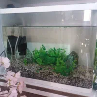 آکواریوم شیشیه خم درحدنو|ماهی|ابهر, |دیوار