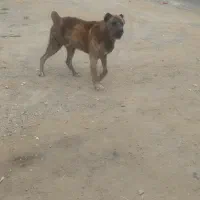 سگ گله ای نگهبان