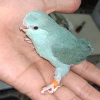طوطی پروتلت مولد جوان باجوجه