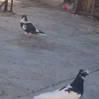 کبوتر خال سیاه