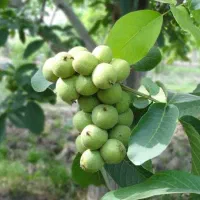 پیشفروش نهال گردو خوشه ای