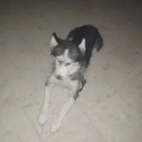 سگ هاسکی|سگ|تهران, پارک شهر|دیوار