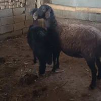 میش هترو آبستن