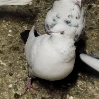 ماده دم قهوه‌ای