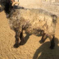 قوچ بختیاری قمقور