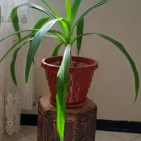 گلدان گل طبیعی