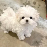 توله سگ های آپارتمانی|سگ|شیراز, اصلاح‌نژاد|دیوار