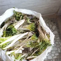 کنگر قوچی باچی