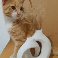 واگذاری گربه dsh زیر یکسال،بالغ