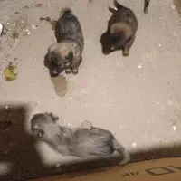 سگ نژاد سرابی رایگان معاوضه با مرغ|سگ|تبریز, |دیوار