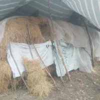 کاه و کولش مزرعه