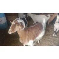 گوسفند فروشی|حیوانات مزرعه|گناباد, |دیوار