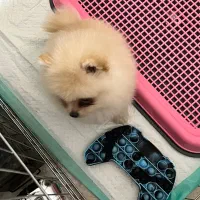 توله پامرانین خرسی سفید ماده|سگ|بندر انزلی, کلیور|دیوار