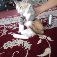 گربه خانگی