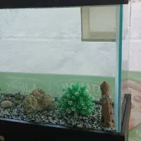 آکواریوم با تمامی وسایل|ماهی|محمدشهر, ولدآباد|دیوار