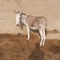 خر نر سرحال