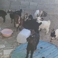 ده راس بزغاله رگایی