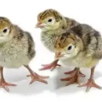 بوغلمون 1هفته ای