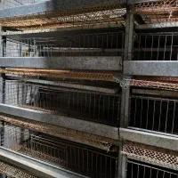 قفس بلدرچین|لوازم جانبی حیوانات|سعدآباد, |دیوار