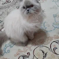 دسته حیوانات|گربه|شیراز, آبیاری|دیوار