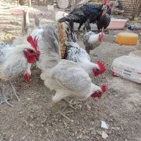 خروس|حیوانات مزرعه|تربتحیدریه, شهید بهشتی|دیوار