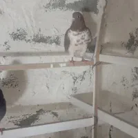 فروش کبوتر تهرانی