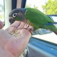 جوجه گرینجیک معاوضه|پرنده|باقرشهر, |دیوار