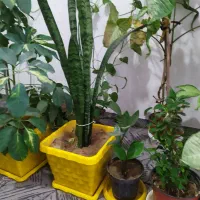 26عدد گل و استند فروشی|گل و گیاه طبیعی|محمدیه-قزوین, |دیوار