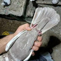 پرنده|پرنده|گتوند, |دیوار