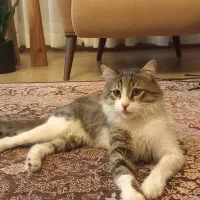 واگذاری گربه