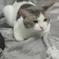 واگزاری فوری  گربه