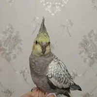 عروس هلندی ماده|پرنده|تبریز, |دیوار