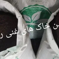 گل و گیاهان آپارتمانی