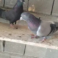 کفتر اصفهانی درجه یک|پرنده|شاهینشهر, گزبرخوار|دیوار