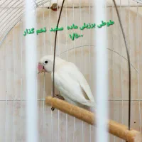 عروس هلندی. طوطی برزیلی سریلاکی بالغ تخم گذار|پرنده|کازرون, |دیوار