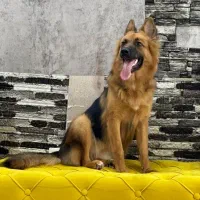 واگذاری سگ ژرمن