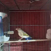 دوعدد سهره قناری|پرنده|قرچک, زیبا شهر|دیوار