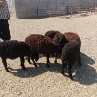 بره ریز قلم