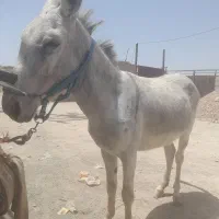فروش الاغ نر