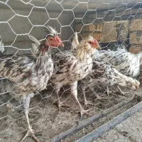 خروس گلین|حیوانات مزرعه|شاهینشهر, شهرک گلدیس|دیوار