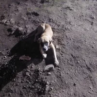 واگذاری میشود