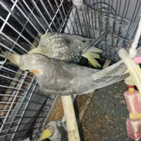 عروس هلندی قیمت مقطود