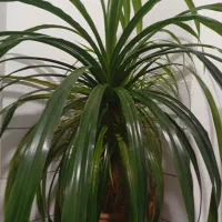 گل پاندانوس 20 ساله بزرگ و فیکوس ابلغ