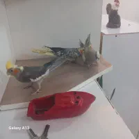 عروس هلندی. و کبوتر|پرنده|کرج, گلدشت|دیوار