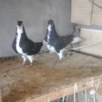 کبوتر چپی|پرنده|بندر ماهشهر, |دیوار