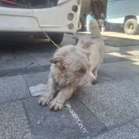 سگه|سگ|مشهد, فدک|دیوار