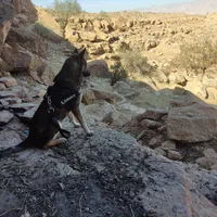 سگ گمشده|حیوانات|دوگنبدان, |دیوار