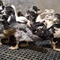 اردک مسکوئی اسرائیلی|حیوانات مزرعه|سرخرود, |دیوار